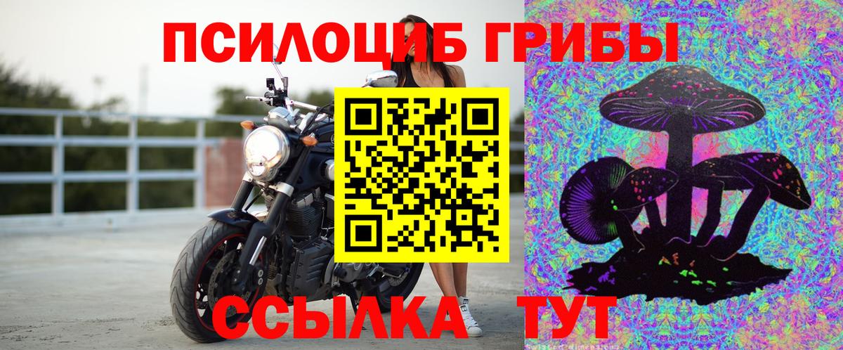 Галлюциногенные грибы Psilocybe Вязьма