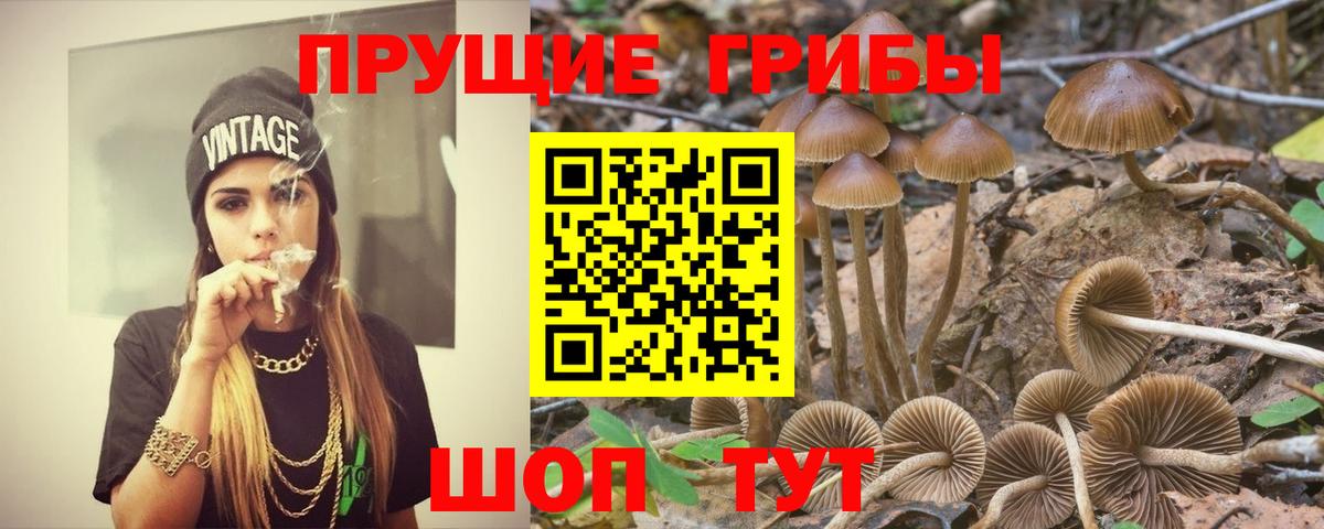 Галлюциногенные грибы Cubensis  Вход с VPN  Вязьма  Псилоцибиновые грибы GOLDEN TEACHER 